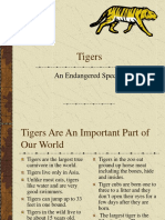 Tigers 1