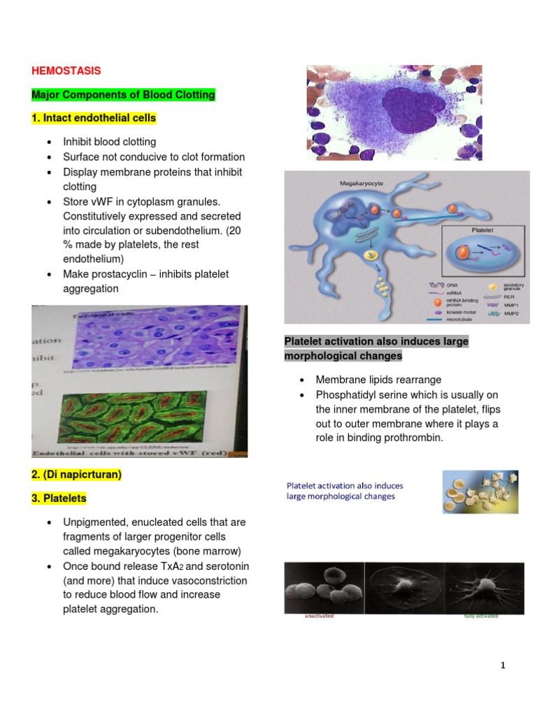 Hemostasis and Coagulation Pathways | PDF | Coagulation | Platelet