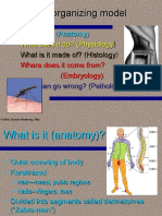 Skin Anatomy, Physiology, Histology and Pathology