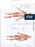 Sistema Muscular