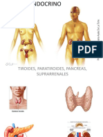 Sistema Endocrino Tiroides, Paratiroides, Pancreas, Suprarrenales.