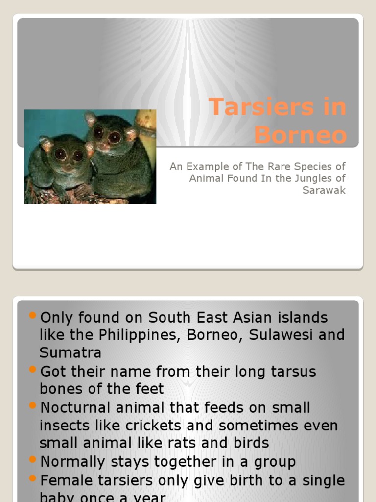 Borneo Tarsiers: Rare Species Overview | PDF