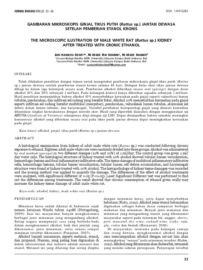 Download 7800 Gambar Ginjal Tikus Paling Bagus Gratis HD