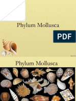 molluscs new.ppt