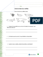 Ciclos de Vida Anfibio PDF