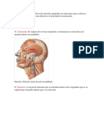 Músculos Masticadores