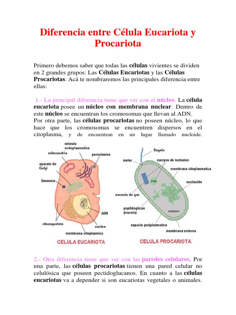 Diferencia Entre Célula Eucariota y Procariota Biología