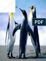 Penguins2.pdf