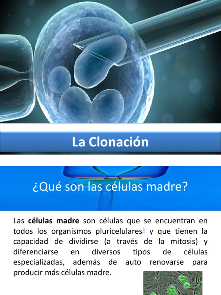 EXPOSICION BIOETICA Clonacion PDF Clonación Célula madre