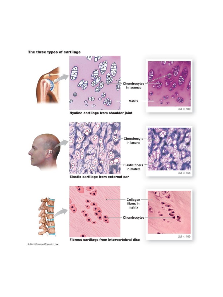 Cartilage Facts | PDF | Cartilage | Bone