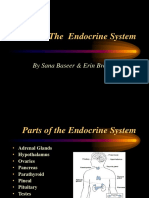 Endocrine System 