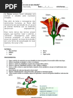 aula prática de Flores