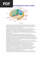 Funciones cerebrales superiores.docx