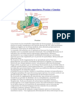 Funciones Cerebrales Superiores