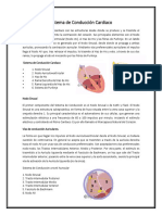 Sistema de Conducción Cardiaco