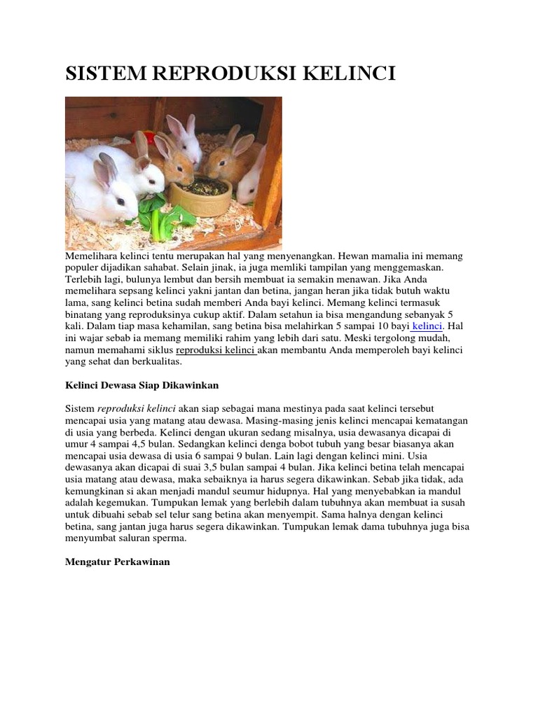 Sistem Reproduksi Kelinci
