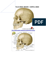 Anatomia Corpului Uman-Imagini