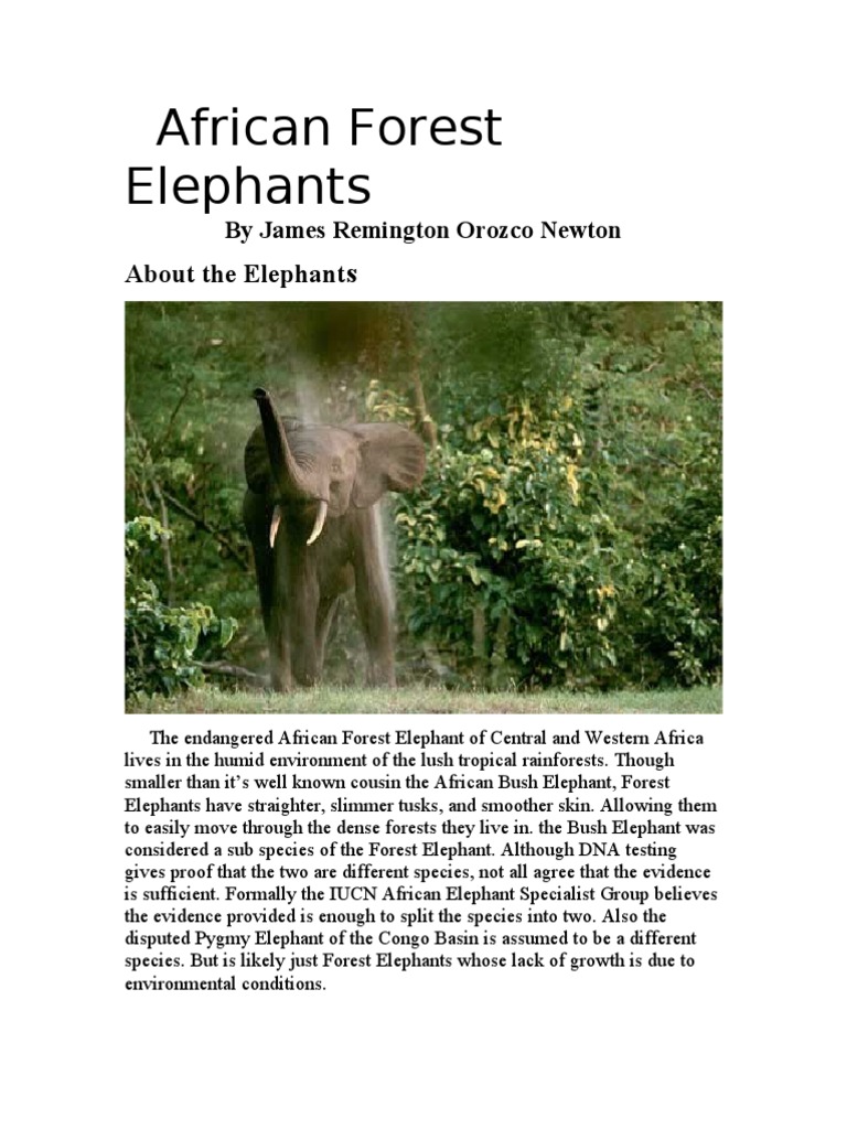 The African Forest Elephant | PDF | Elephant | Forests