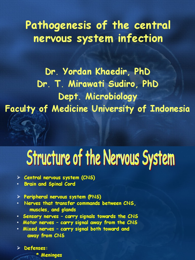 Pathogenesis of The Central Nervous System Infection | PDF | Meningitis ...