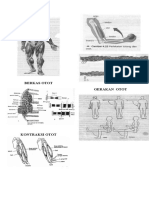 KUMPULAN GAMBAR OTOT.doc