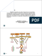 Tema16_Glucolisis08-09.pdf