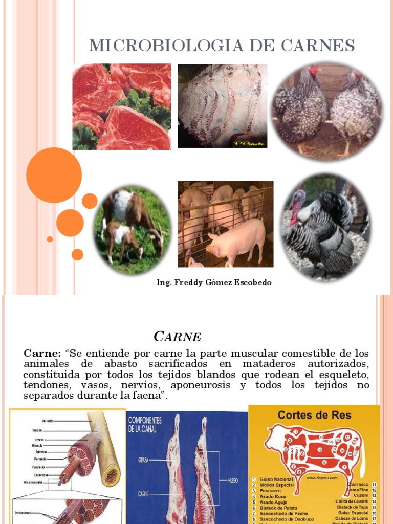 Microbiología y Alteraciones de la Carne | PDF | Carne | Las bacterias