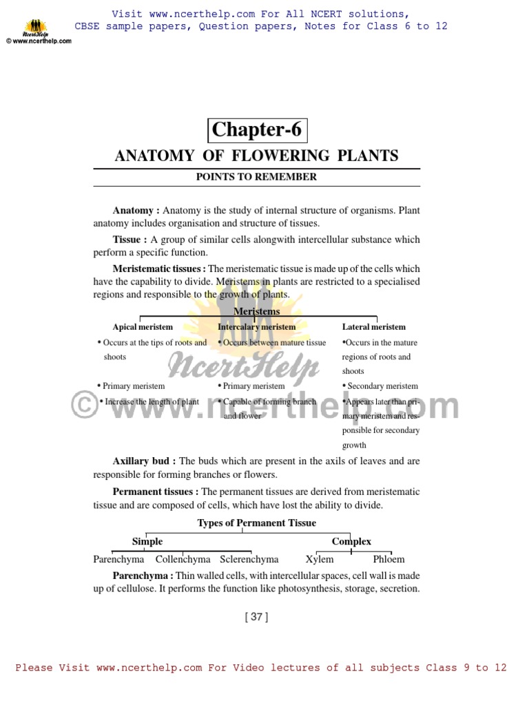 Class 11 Anatomy of Flowering Plants Notes | PDF | Tissue (Biology ...