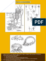 Leccion_49_Origen_de_los_Equinodermos.pdf