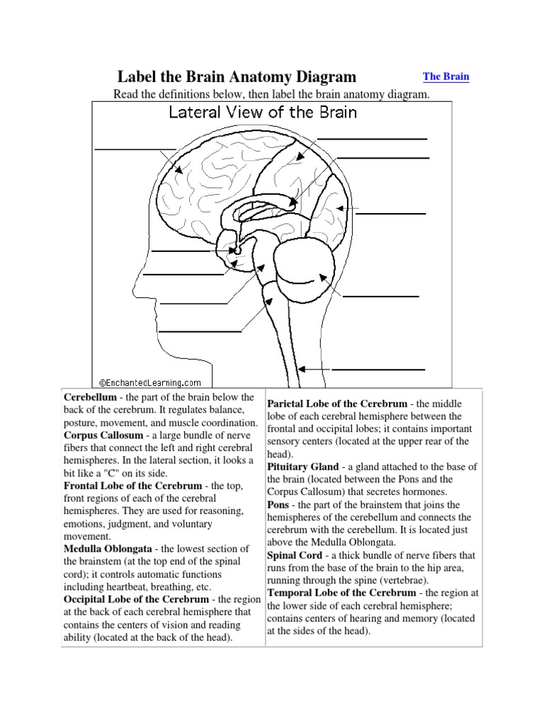 Label The Brain Anatomy Diagram PDF Cerebrum Cerebral Hemisphere