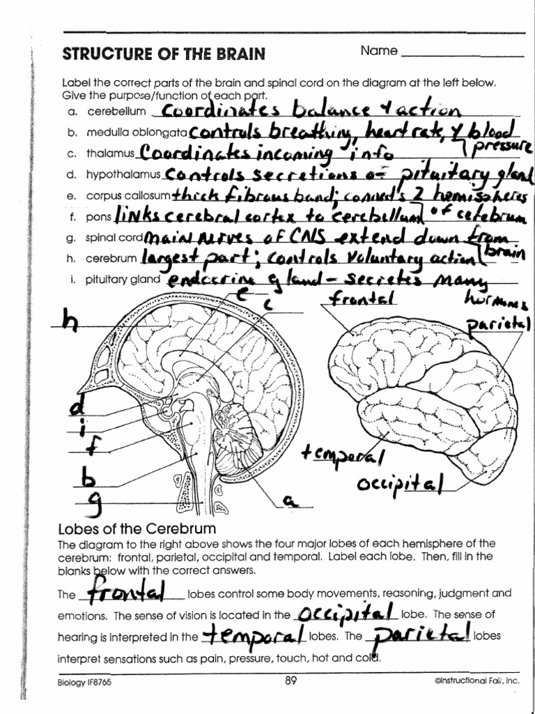 structure-of-the-brain-pdf-cerebrum-parietal-lobe