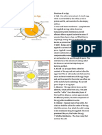 Structure of An Egg