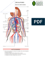 Ficha de Sistema Circulatorio