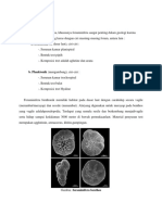 Foraminifera Bentos