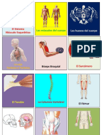 Loteria de Anatomia Cartas PDF