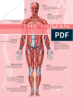 The Visual Dictionary of The Human Being