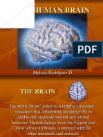 The Human Brain