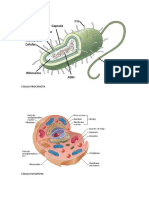 CELULA PROCARIOTA