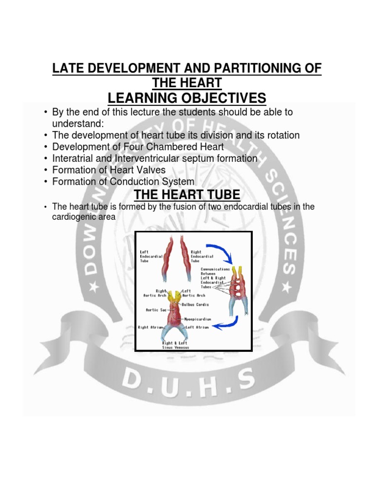 Heart Development and Partitioning Process | PDF | Atrium (Heart ...