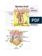 Anatomi Fisiologi Integumen Kulit