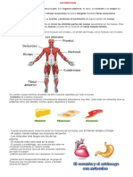 Los Músculos