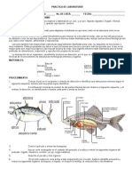 48231992-PRACTICA-DE-DISECCION-DE-UN-ORGANISMO.pdf