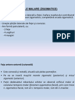 Sem2 - Nazal, Zigomatic, Palatin, Vomer, Lacrimal