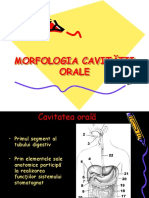 Morfologia Cavităţii Orale-curs 2