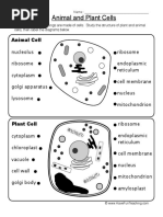 Download animal-plant-cells-worksheetpdf by Alenka Pla Olah SN353581475 doc pdf
