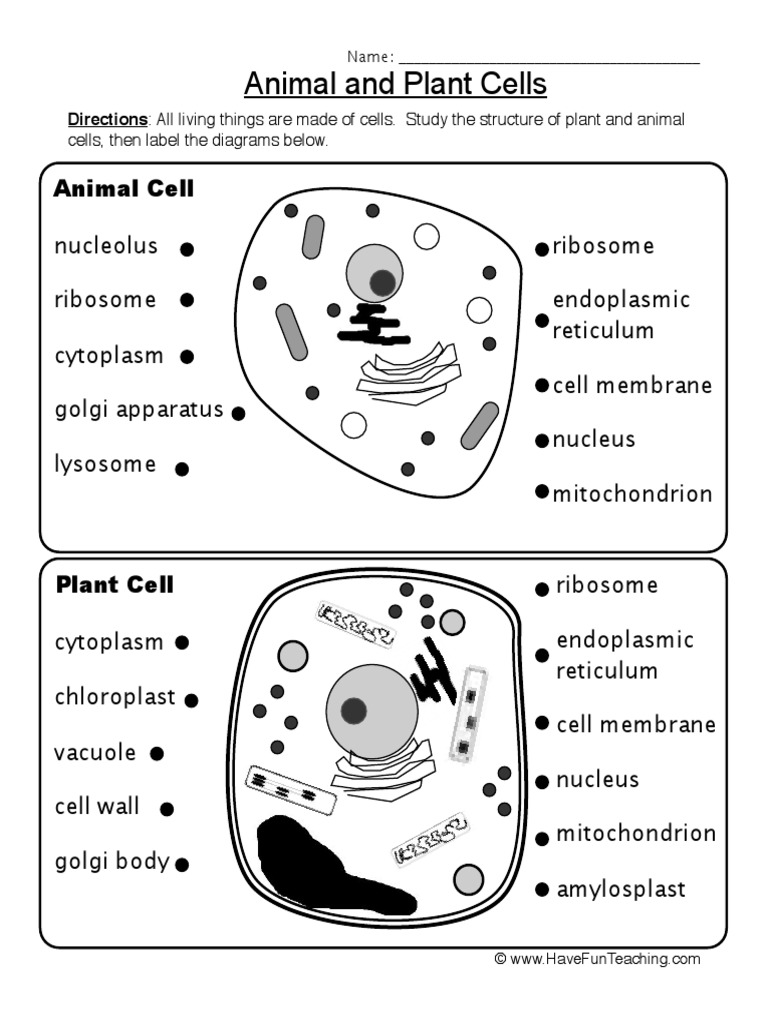 Animal Plant Cells Worksheet PDF | Endoplasmic Reticulum ...