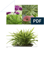 Plantas Para Interiores