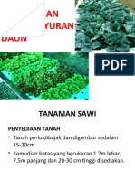 Tanaman Sayur Daun