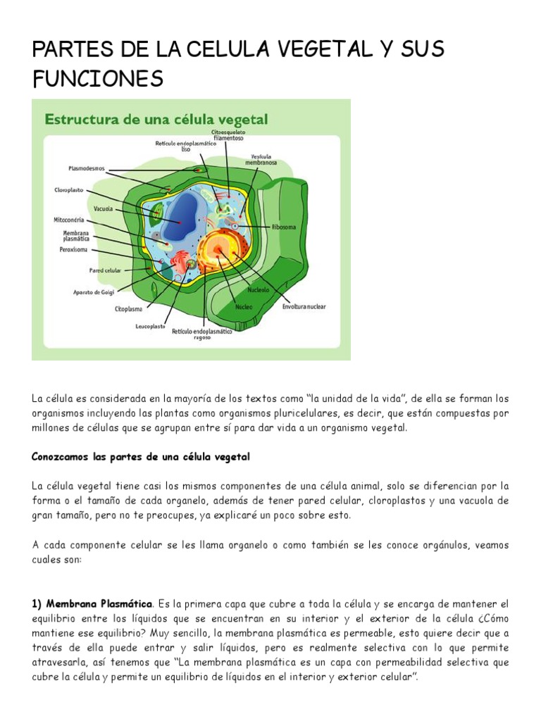 Partes De La Celula Vegetal Y Sus Funciones