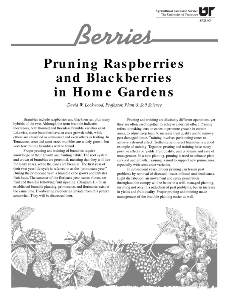Pruning Raspberries and Blackberries in Home Gardens PDF Blackberry