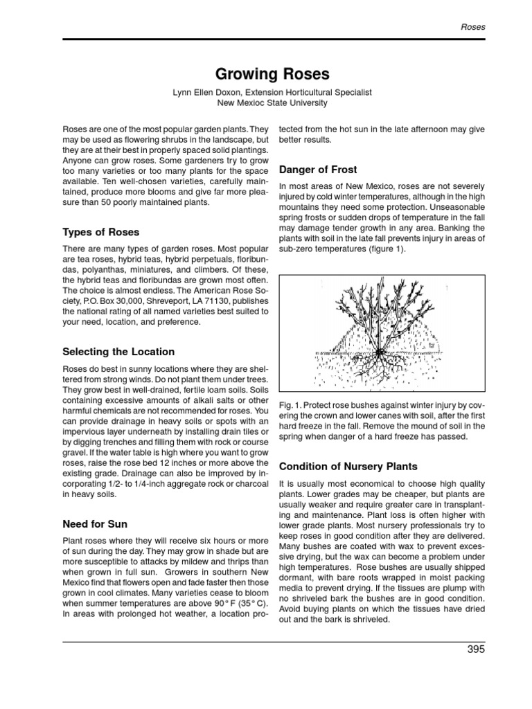 Roses. More On Growing Roses PDF